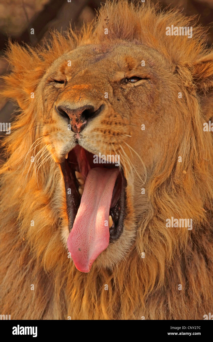 Lion (Panthera leo), le bâillement, le Botswana, Chobe National Park Banque D'Images