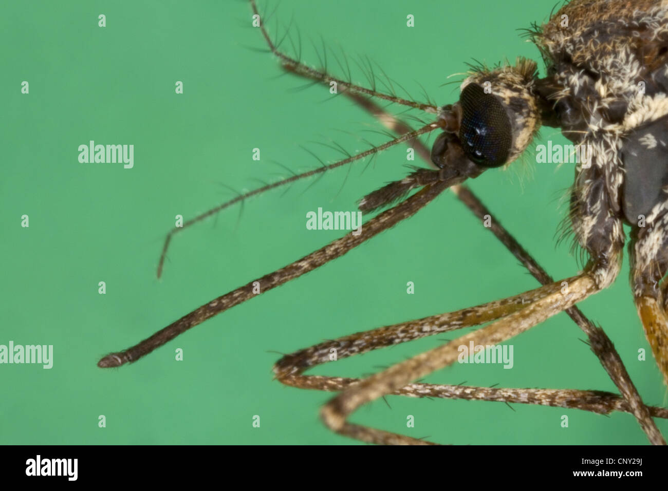 Moustique, moustique (Aedes vexans cf.), Femme, Allemagne Banque D'Images