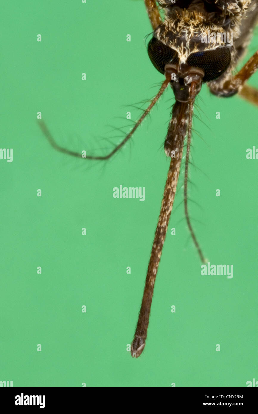 Moustique, moustique (Aedes vexans cf.), Femme, Allemagne Banque D'Images