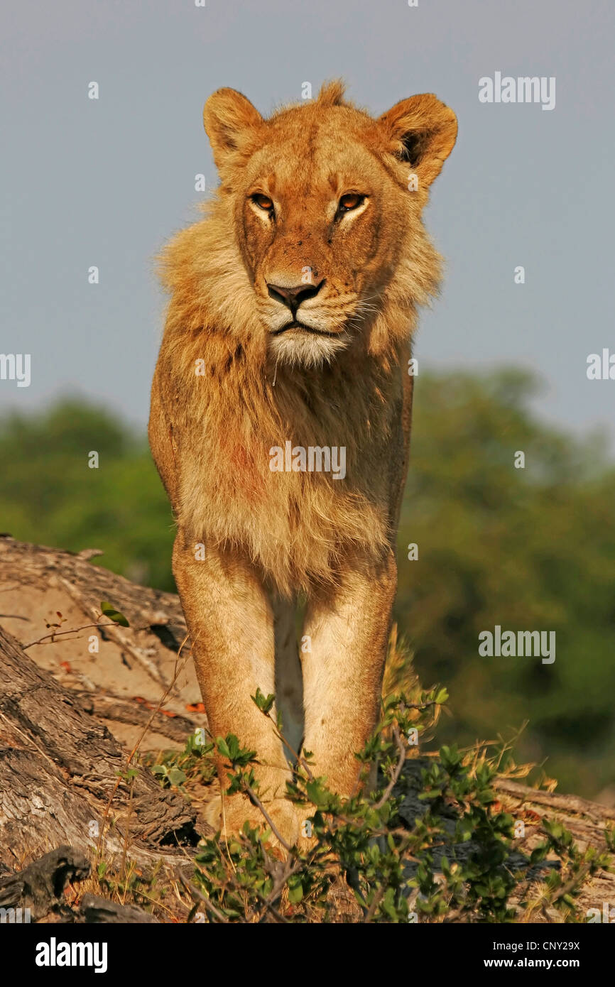 Lion (Panthera leo), jeune homme, Botswana, Chobe National Park Banque D'Images