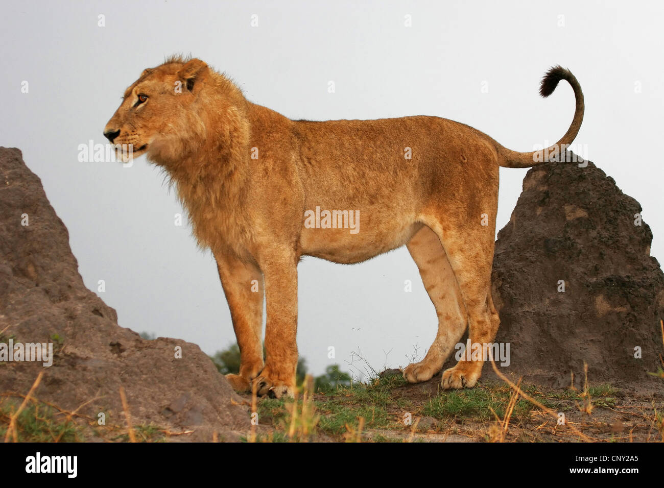 Lion (Panthera leo), jeune homme, Botswana, Chobe National Park Banque D'Images