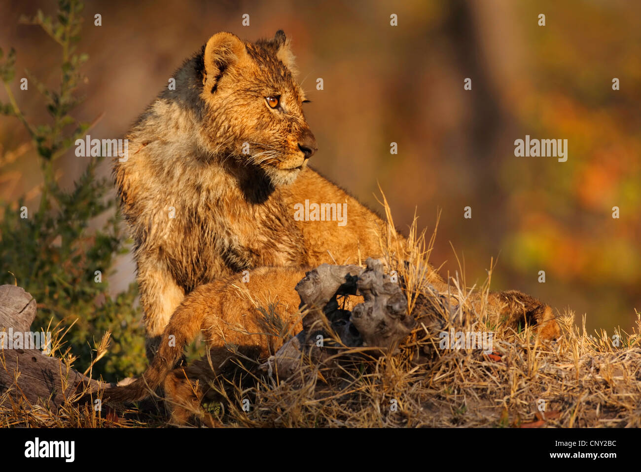 Lion (Panthera leo), lion cub, Botswana, Chobe National Park Banque D'Images