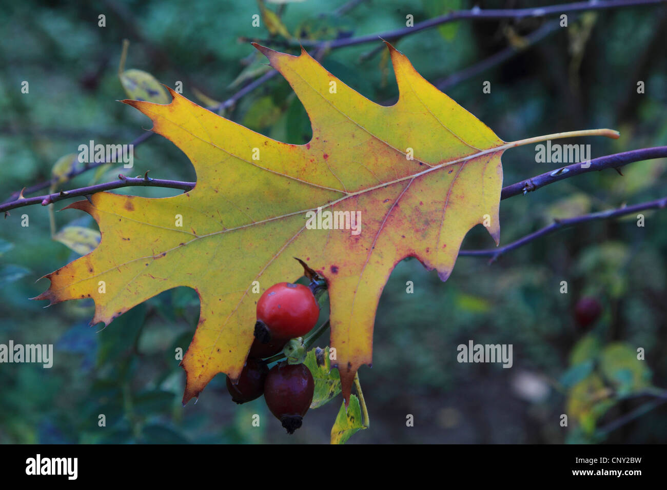 Le chêne rouge (Quercus rubra) feuille de chêne, couché sur une branche, Allemagne Banque D'Images