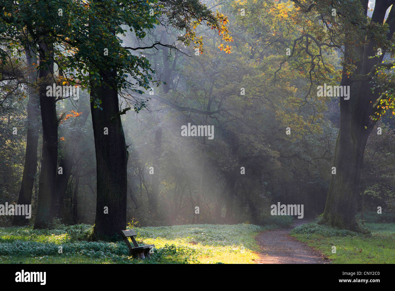 Rayons de soleil dans la forêt d'automne, Allemagne Banque D'Images