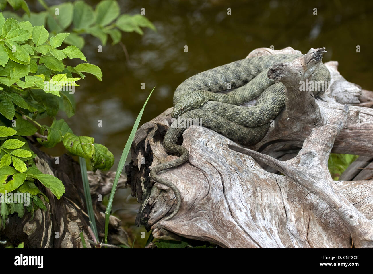Snake (Natrix tessellata dés), couché sur une branche, Allemagne Banque D'Images