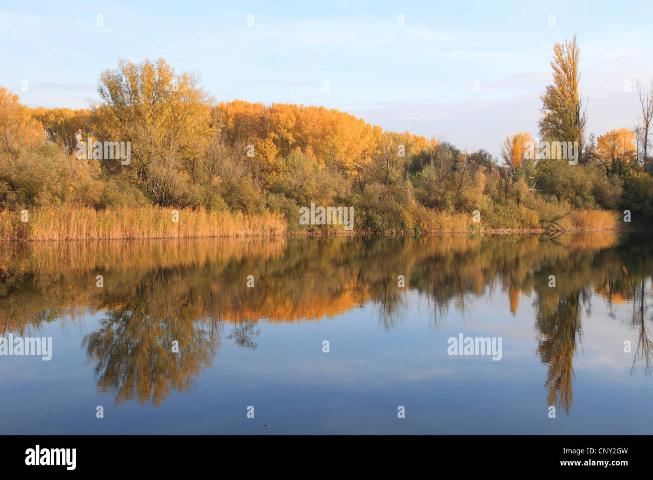 Le peuplier blanc, peuplier à feuilles d'argent, Abele (Populus alba), paysage à l'ancienne plaine du Rhin avec forêt en automne les couleurs, Allemagne Banque D'Images
