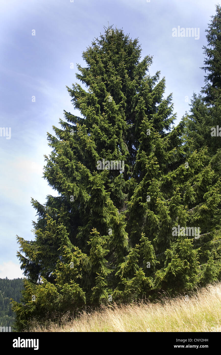 L'épinette de Norvège (Picea abies), seul arbre, Allemagne Banque D'Images