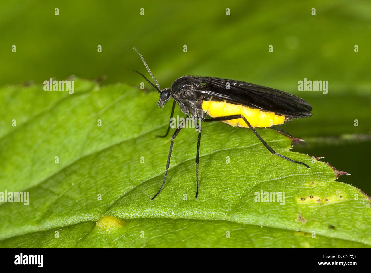 Terreaux à ailes sombres (Sciara analis oder/ou Sciara hemerobioides), assis sur une feuille, Allemagne Banque D'Images