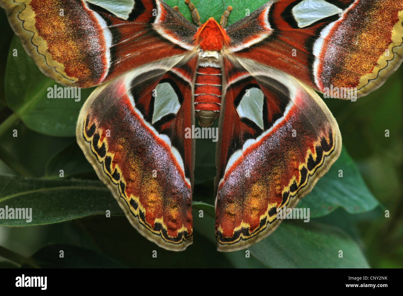 Atlas moth (Attacus atlas), assis sur une feuille, détail Banque D'Images