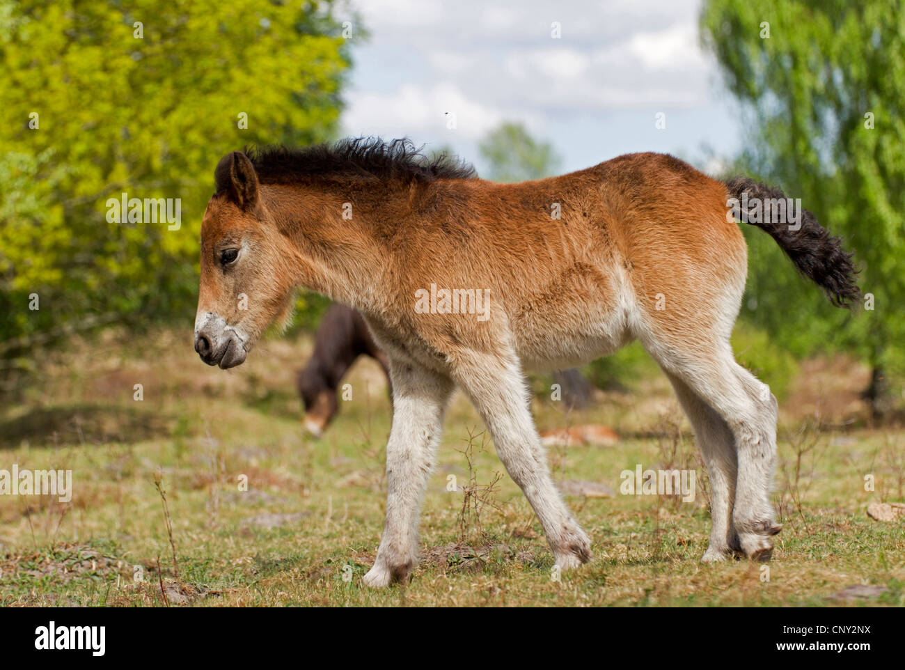 Poney Exmoor (Equus przewalskii f. caballus), poulain debout sur dunes, Allemagne, Schleswig-Holstein Banque D'Images