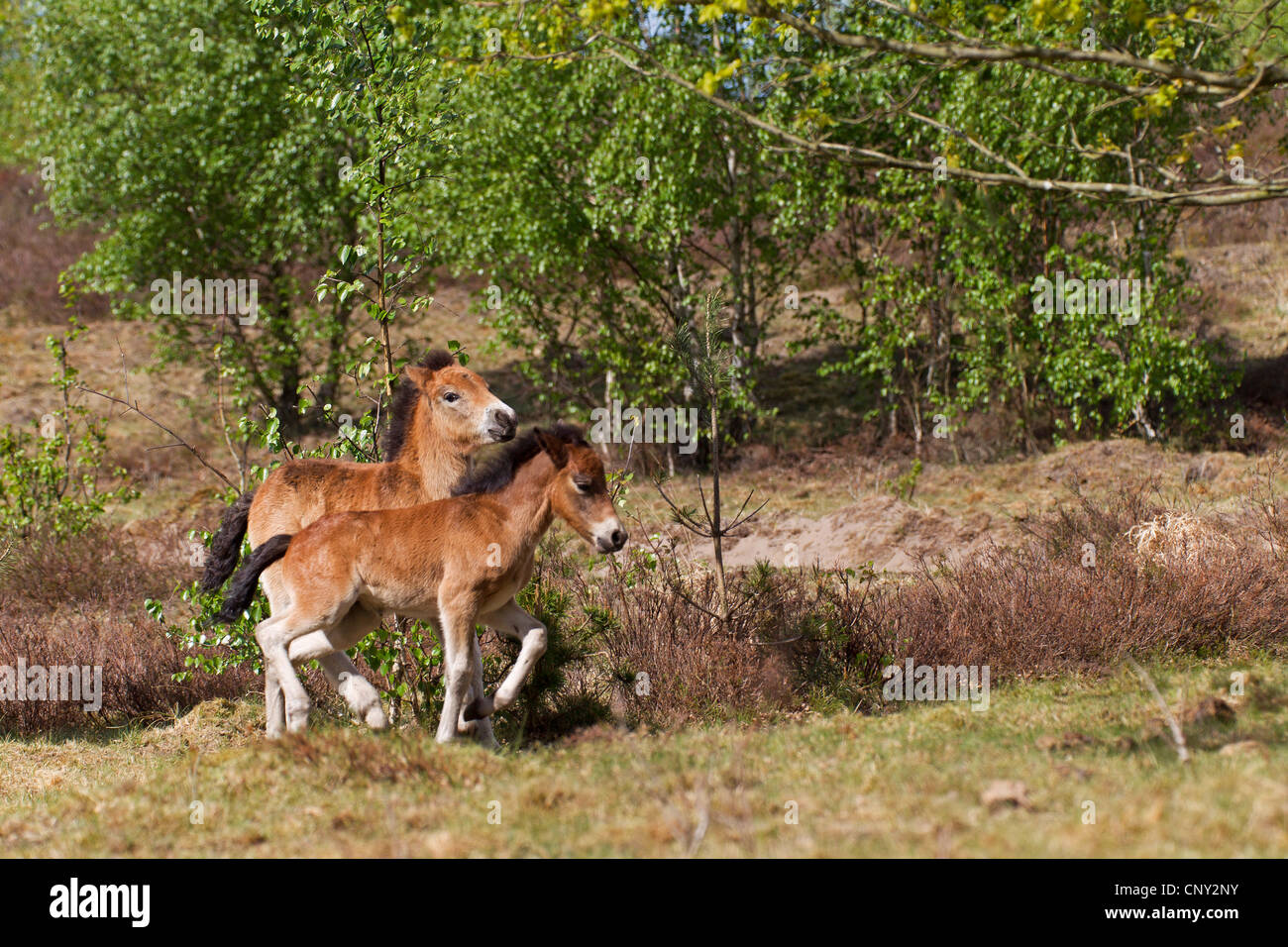 Poney Exmoor (Equus przewalskii f. caballus), les poulains de l'article sur les dunes, l'Allemagne, Schleswig-Holstein Banque D'Images