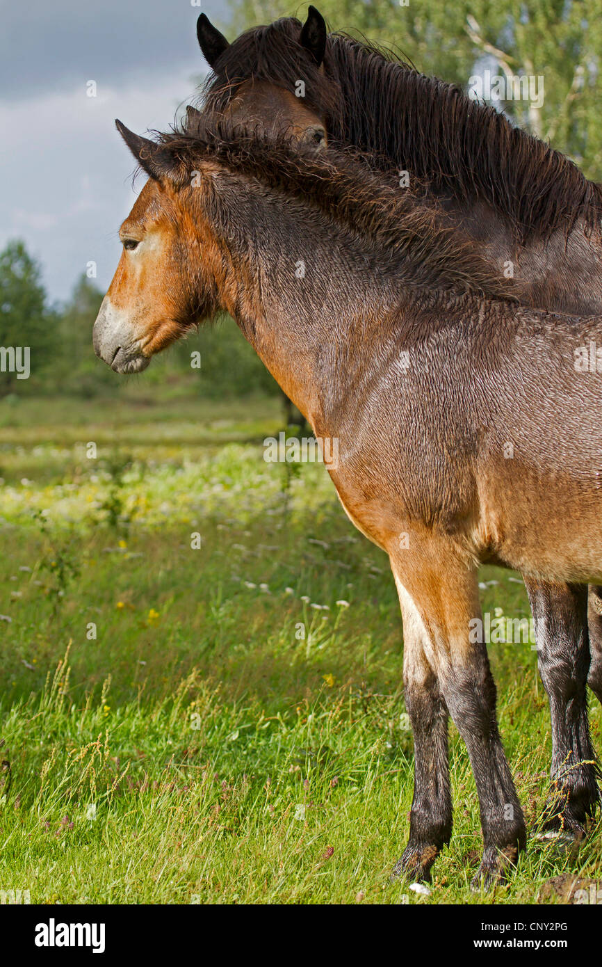 Poney Exmoor (Equus przewalskii f. caballus), mare avec poulain, Allemagne, Schleswig-Holstein Banque D'Images