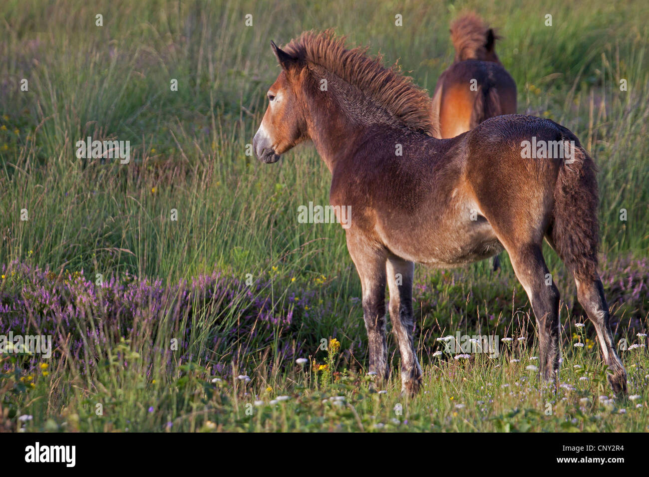 Poney Exmoor (Equus przewalskii f. caballus), deux poulains dans un pré, Allemagne, Schleswig-Holstein Banque D'Images