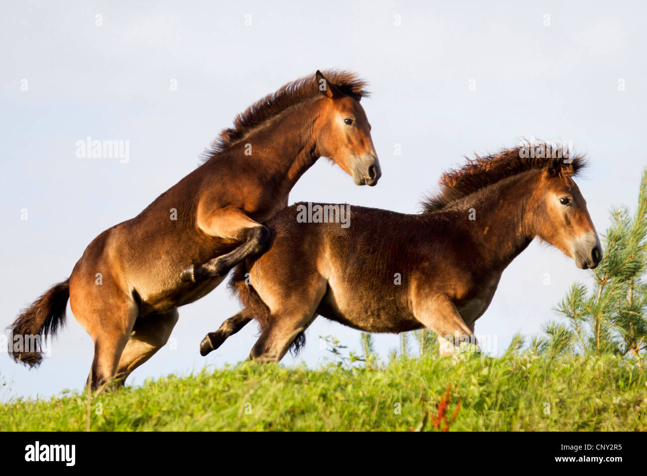 Poney Exmoor (Equus przewalskii f. caballus), deux poulains dans un pré, romping Allemagne, Schleswig-Holstein Banque D'Images