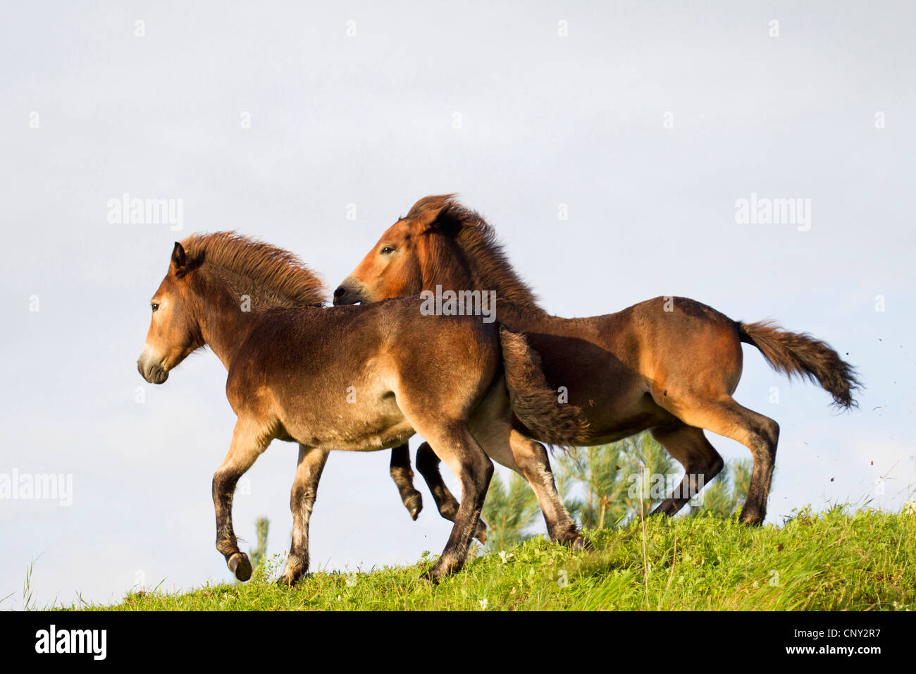 Poney Exmoor (Equus przewalskii f. caballus), deux poulains dans un pré , Allemagne, Schleswig-Holstein Banque D'Images