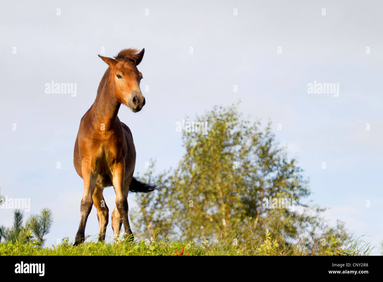 Poney Exmoor (Equus przewalskii f. caballus), poulain dans un pré, Allemagne, Schleswig-Holstein Banque D'Images