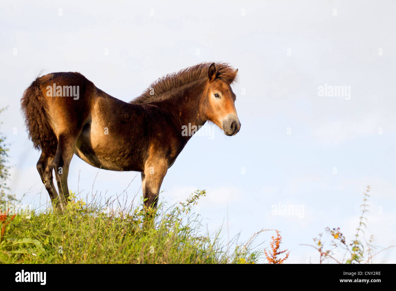 Poney Exmoor (Equus przewalskii f. caballus), poulain dans un pré, Allemagne, Schleswig-Holstein Banque D'Images