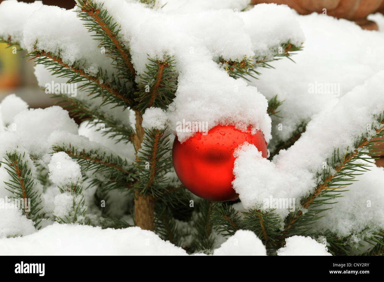 Boule de Noël sur un arbre de Noël neige Banque D'Images