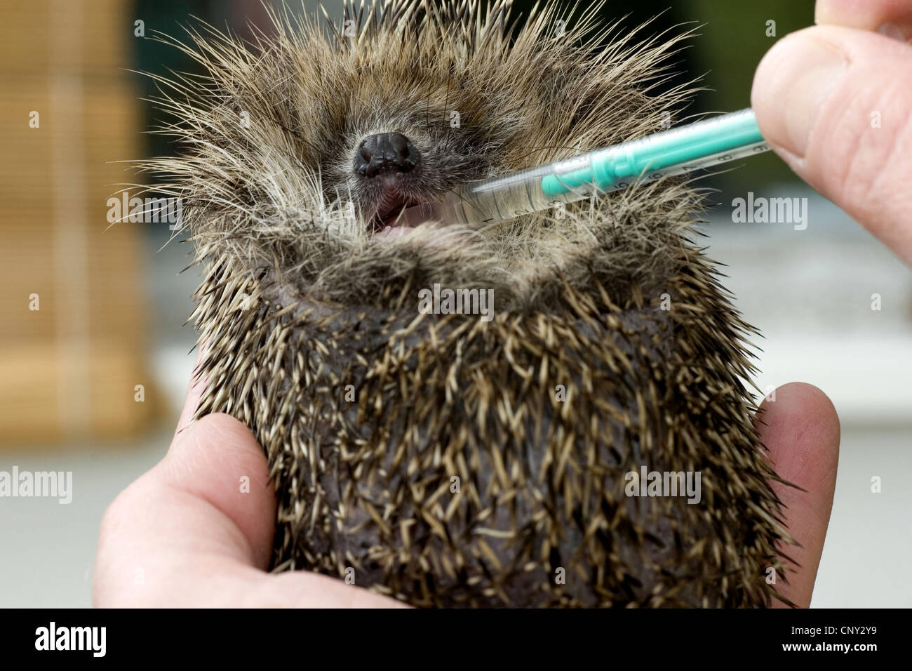 Hérisson hérisson d'Europe de l'Ouest, (Erinaceus europaeus), est alimenté Banque D'Images