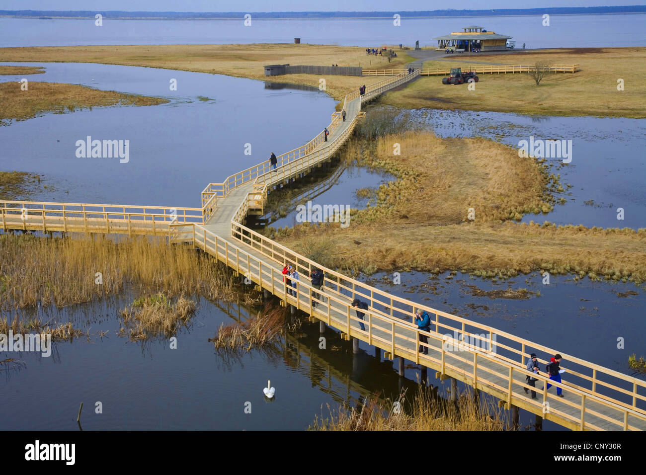 Grue cendrée (Grus grus), les visiteurs du centre d'accueil des zones humides au lac Hornborga durant la migration de printemps des grues eurasien, la Suède, l'Hornborga, Hornburgasjoen Banque D'Images