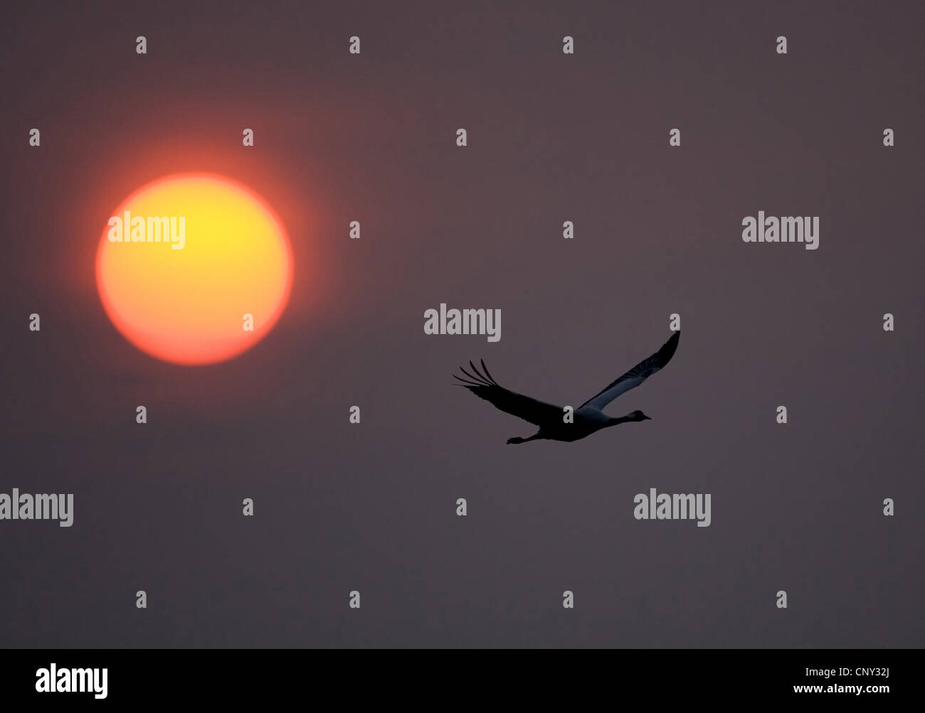 Grue cendrée (Grus grus), battant en silhouette contre le coucher du soleil, la Suède, l'Hornborga Banque D'Images