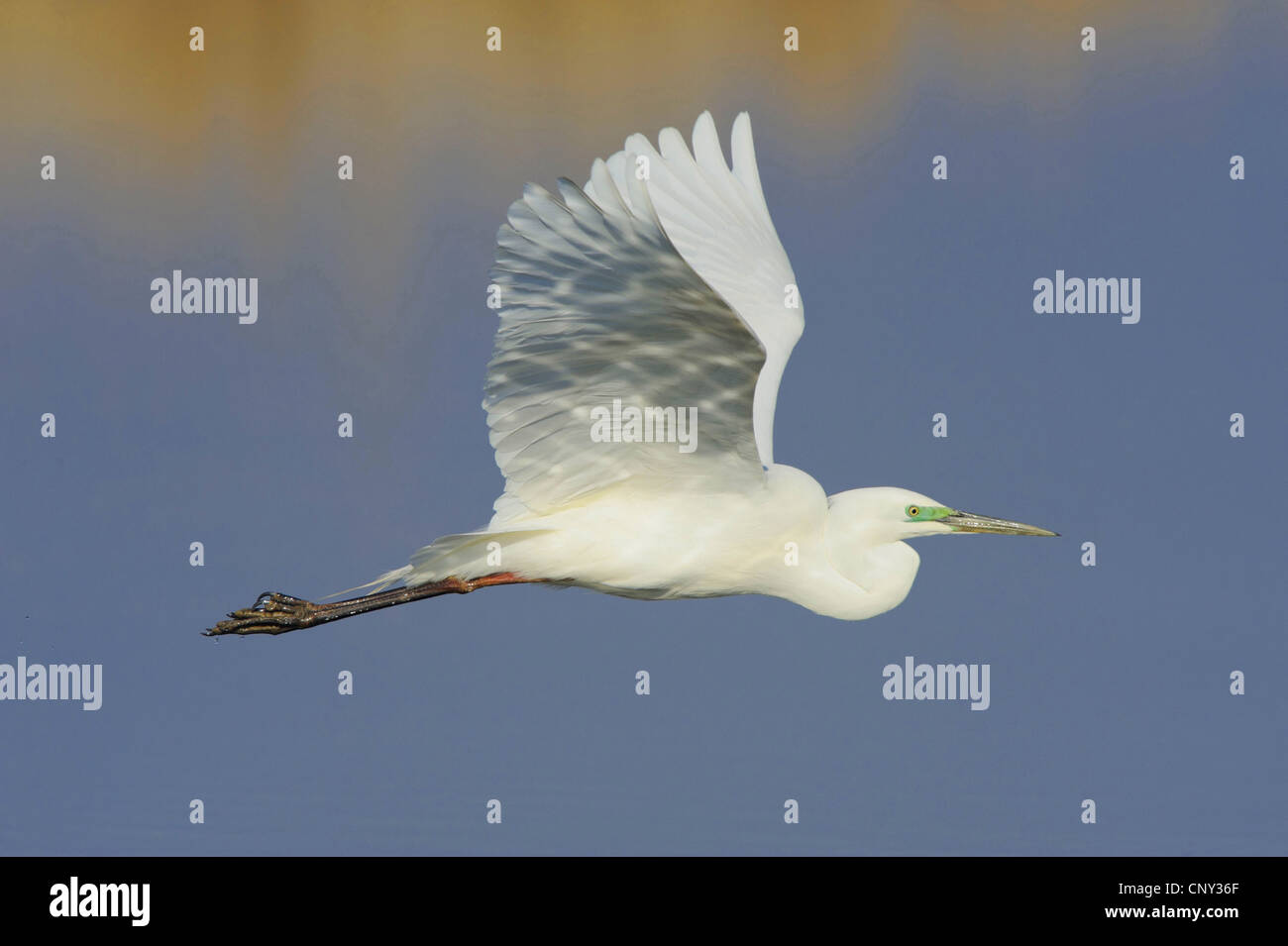 Grande Aigrette Grande Aigrette (Egretta alba, Casmerodius albus, Ardea alba), voler, Autriche, Burgenland, le parc national de Neusiedler See Banque D'Images