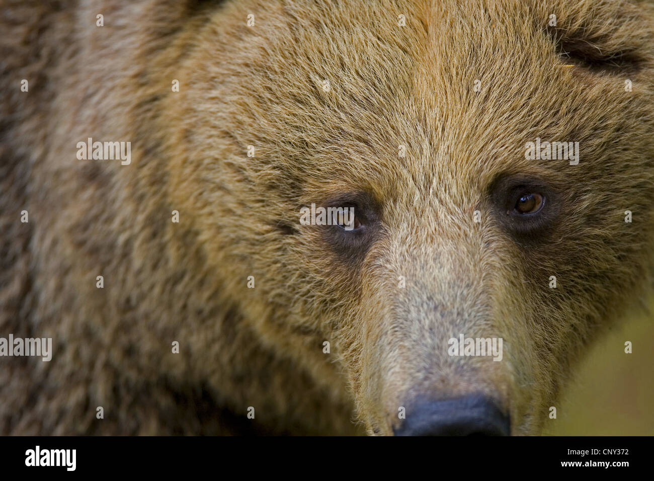 L'ours brun (Ursus arctos arctos), portrait, Finlande Banque D'Images