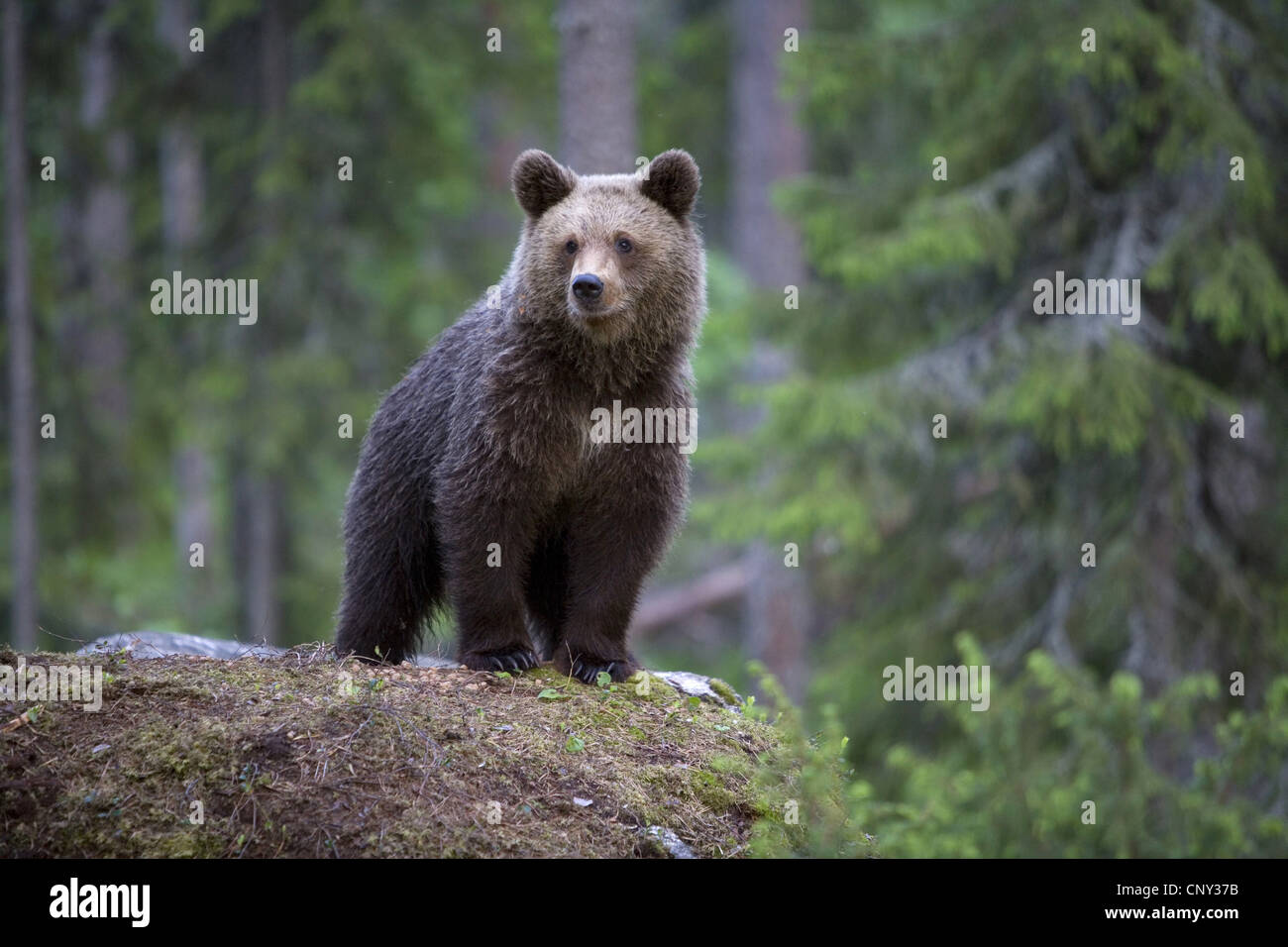 L'ours brun (Ursus arctos arctos), l'ourson brun en forêt boréale, la Finlande, l'Martinselkonen Wilds Center Banque D'Images