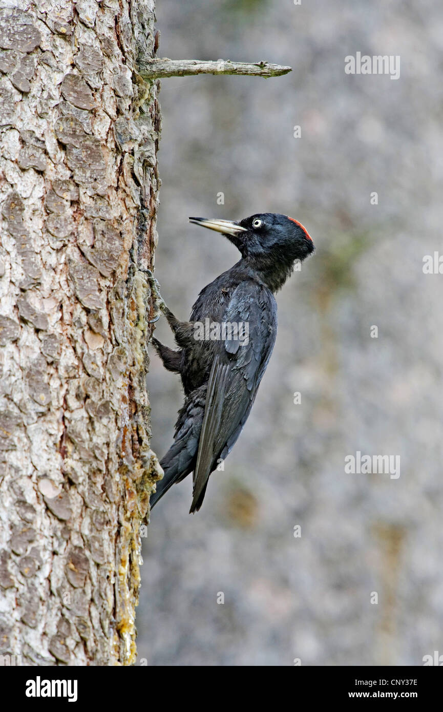 Pic noir (Dryocopus martius), assis à un tronc d'arbre, l'Autriche, Salzbourg Banque D'Images