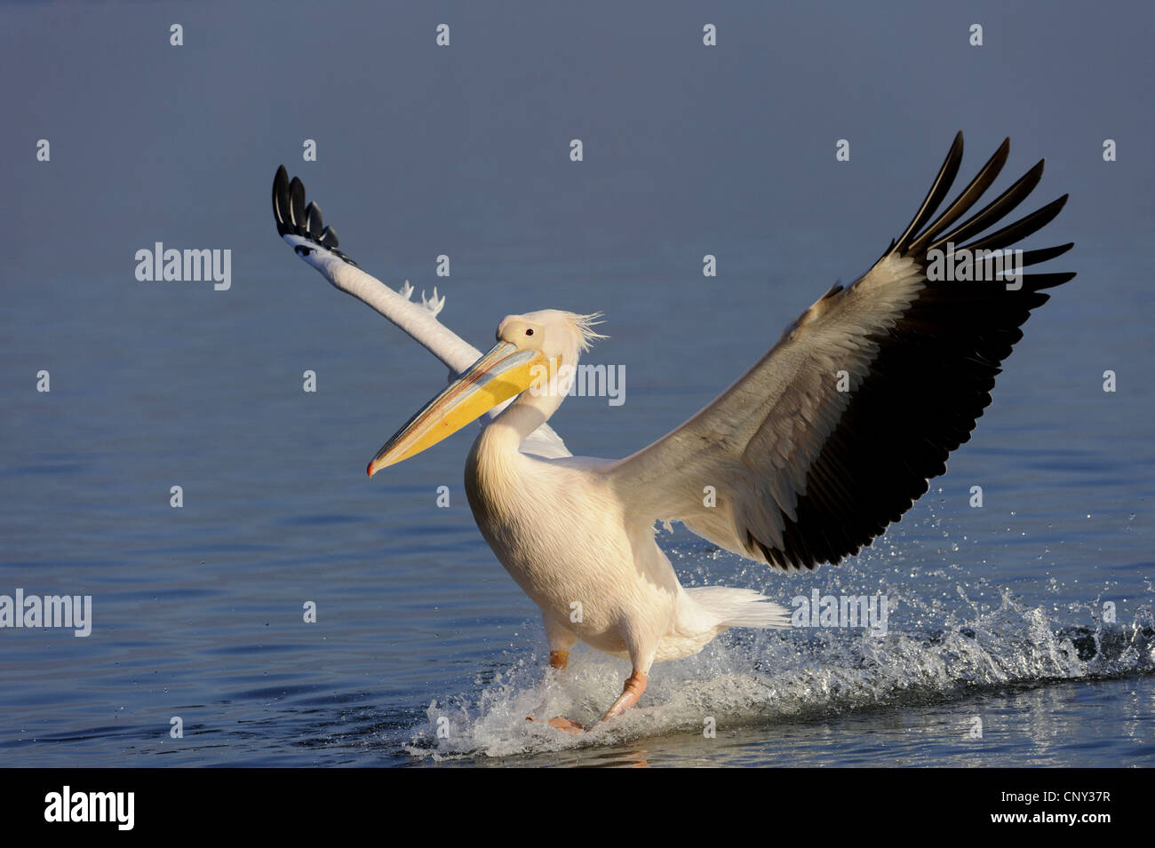 Le pélican blanc d'Amérique (Pelecanus onocrotalus), l'atterrissage sur l'eau, de Grèce, de Macédoine, de Kerkini Lake Banque D'Images