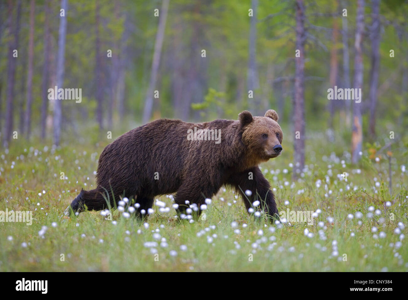 L'ours brun (Ursus arctos arctos), l'ours brun dans la forêt boréale, la Finlande, l'Martinselkonen Wilds Center Banque D'Images
