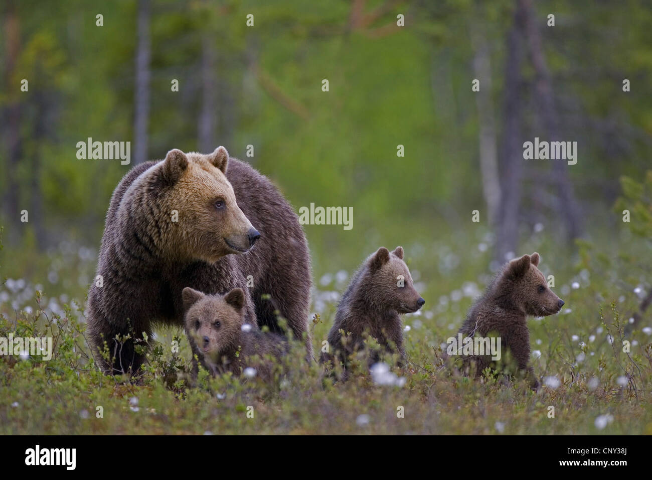 L'ours brun (Ursus arctos arctos), mère et oursons, Finlande, Centre Martinselkonen Wilds Banque D'Images