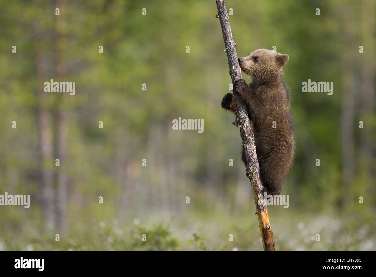 L'ours brun (Ursus arctos arctos), Cub escalade arbre dans la forêt boréale, la Finlande, l'Martinselkonen Wilds Center Banque D'Images