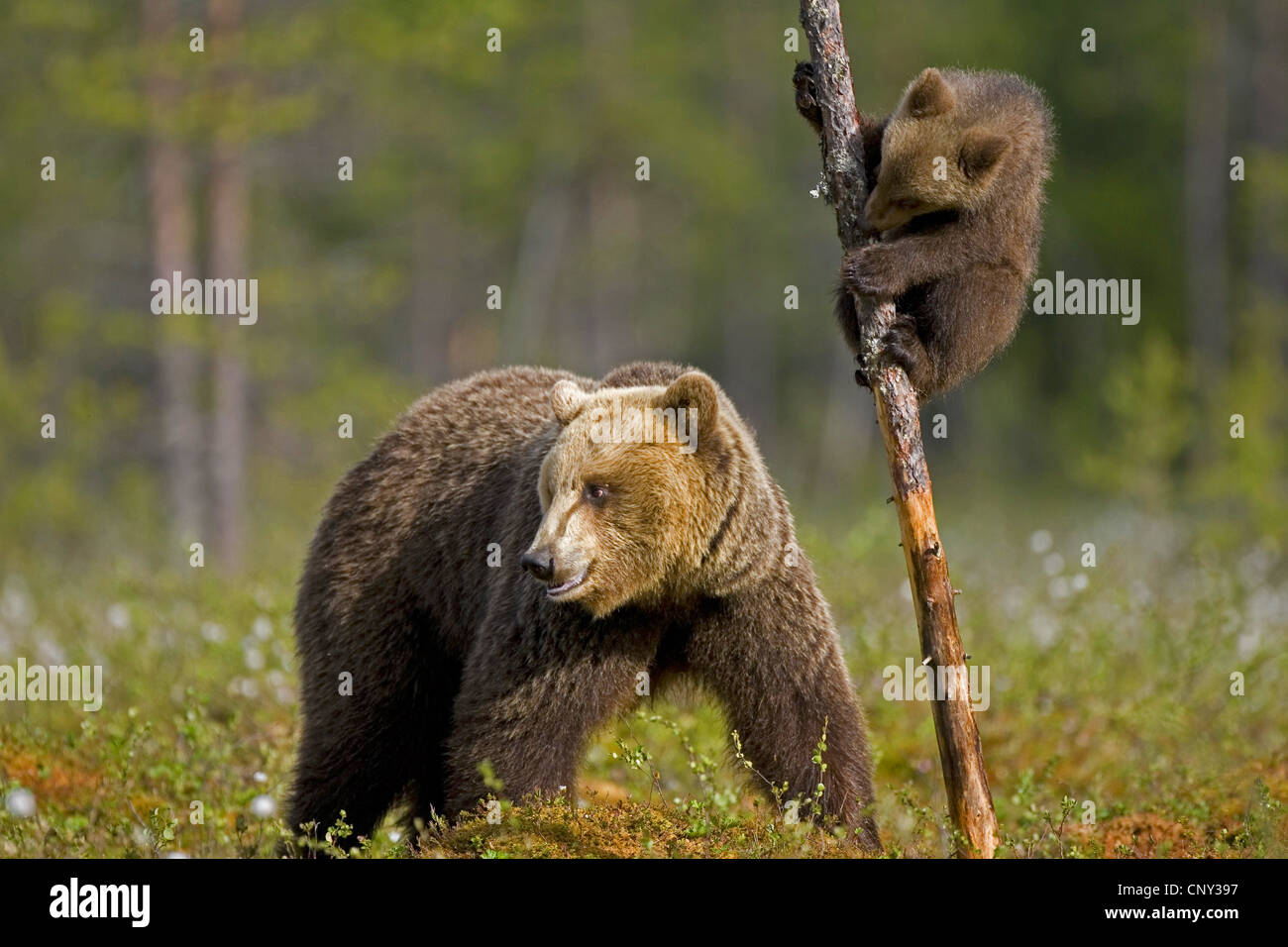L'ours brun (Ursus arctos arctos), mère et son petit arbre d'escalade dans la forêt boréale, la Finlande, l'Martinselkonen Wilds Center Banque D'Images