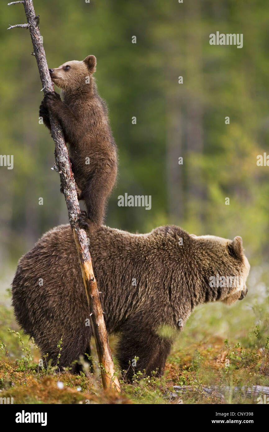L'ours brun (Ursus arctos arctos), Cub escalade arbre dans la forêt boréale, la Finlande, l'Martinselkonen Wilds Center Banque D'Images