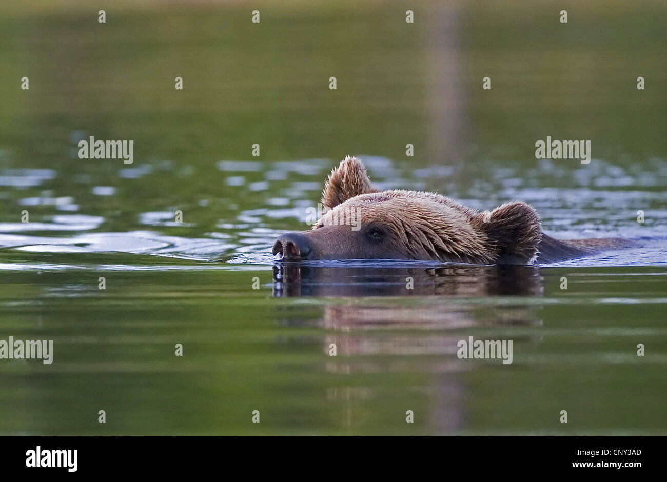 L'ours brun (Ursus arctos arctos), natation en piscine des forêts, la Finlande, l'Martinselkonen Wilds Center Banque D'Images