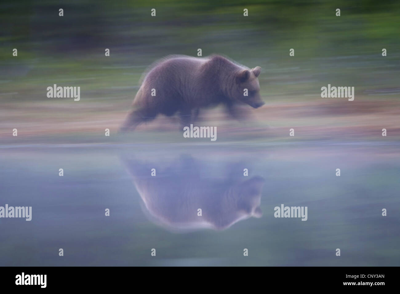 L'ours brun (Ursus arctos arctos), reflétée dans la forêt intérieure, la Finlande, l'Martinselkonen Wilds Center Banque D'Images