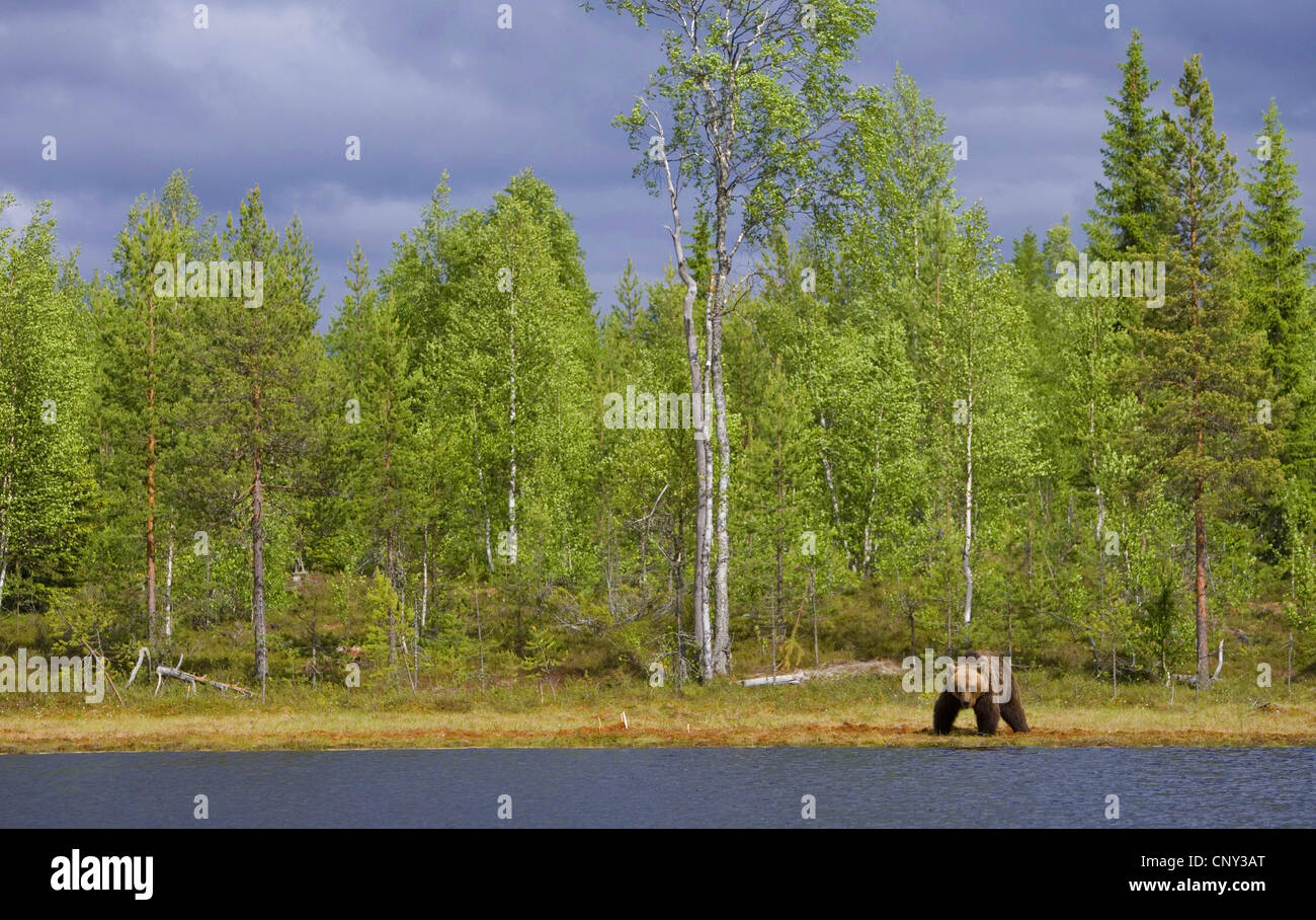 L'ours brun (Ursus arctos arctos), sur le bord de piscine des forêts, la Finlande, l'Martinselkonen Wilds Center Banque D'Images
