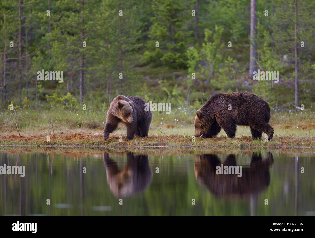 L'ours brun (Ursus arctos arctos), deux ours sur le bord de piscine des forêts, la Finlande, l'Martinselkonen Wilds Center Banque D'Images