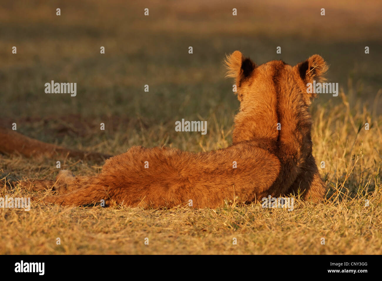 Lion (Panthera leo), le repos des lionceaux, Botswana Banque D'Images