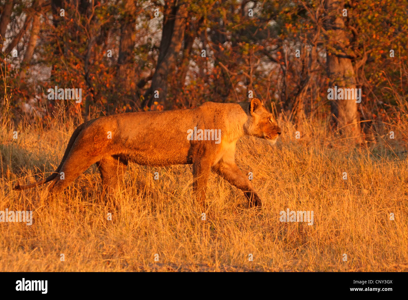 Lion (Panthera leo), Lionne, Botswana, Chobe National Park Banque D'Images