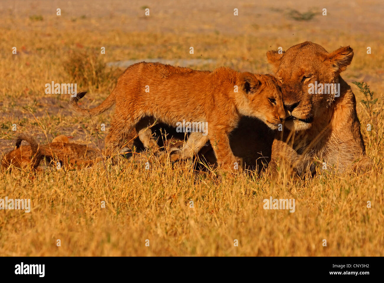 Lion (Panthera leo), Lionne &AMP ; d'oursons, Botswana, Chobe National Park Banque D'Images