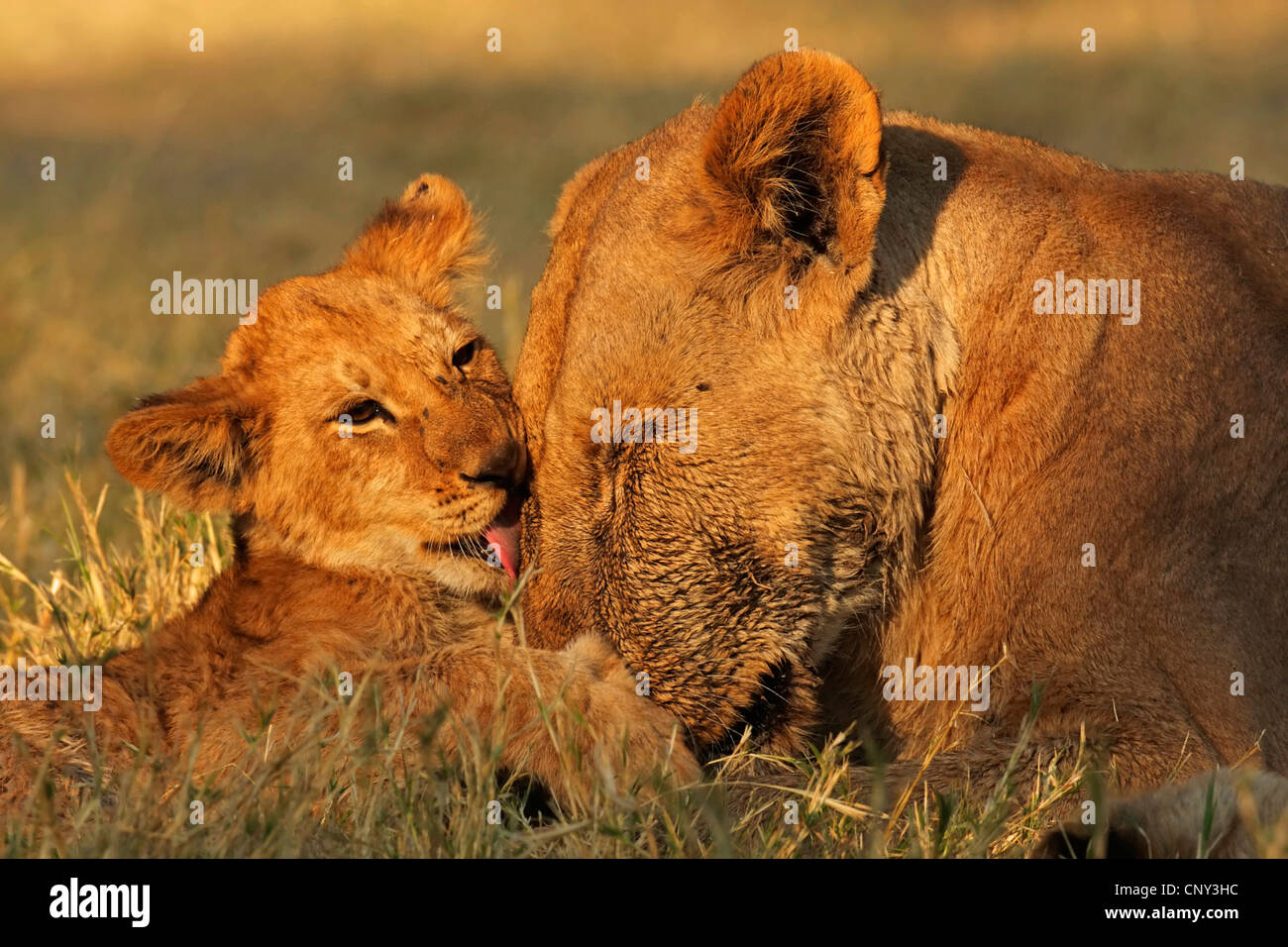 Lion (Panthera leo), Lionne &AMP ; d'oursons, Botswana, Chobe National Park Banque D'Images