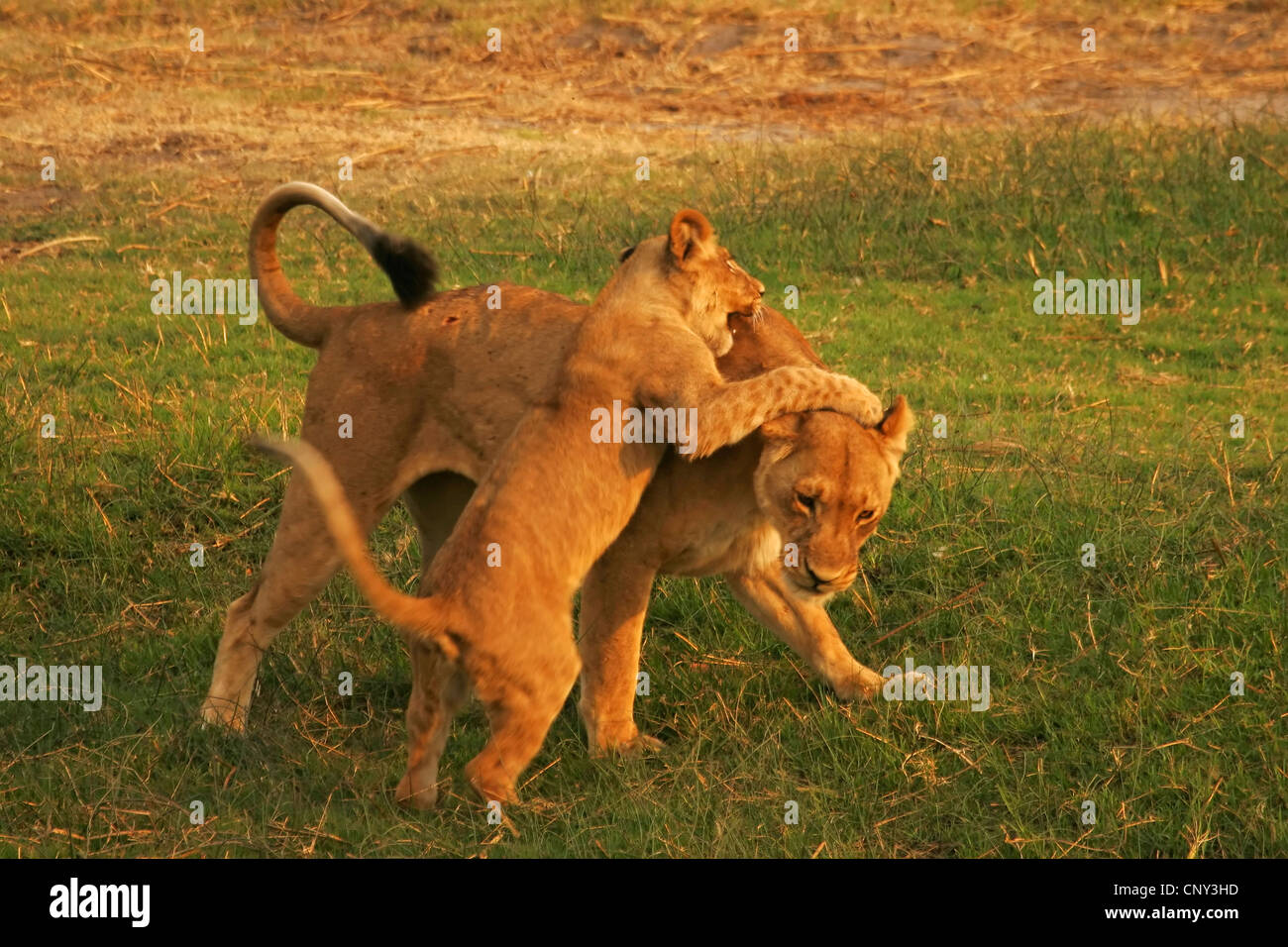 Lion (Panthera leo), lionne et Oursons jouant, Botswana, Chobe National Park Banque D'Images
