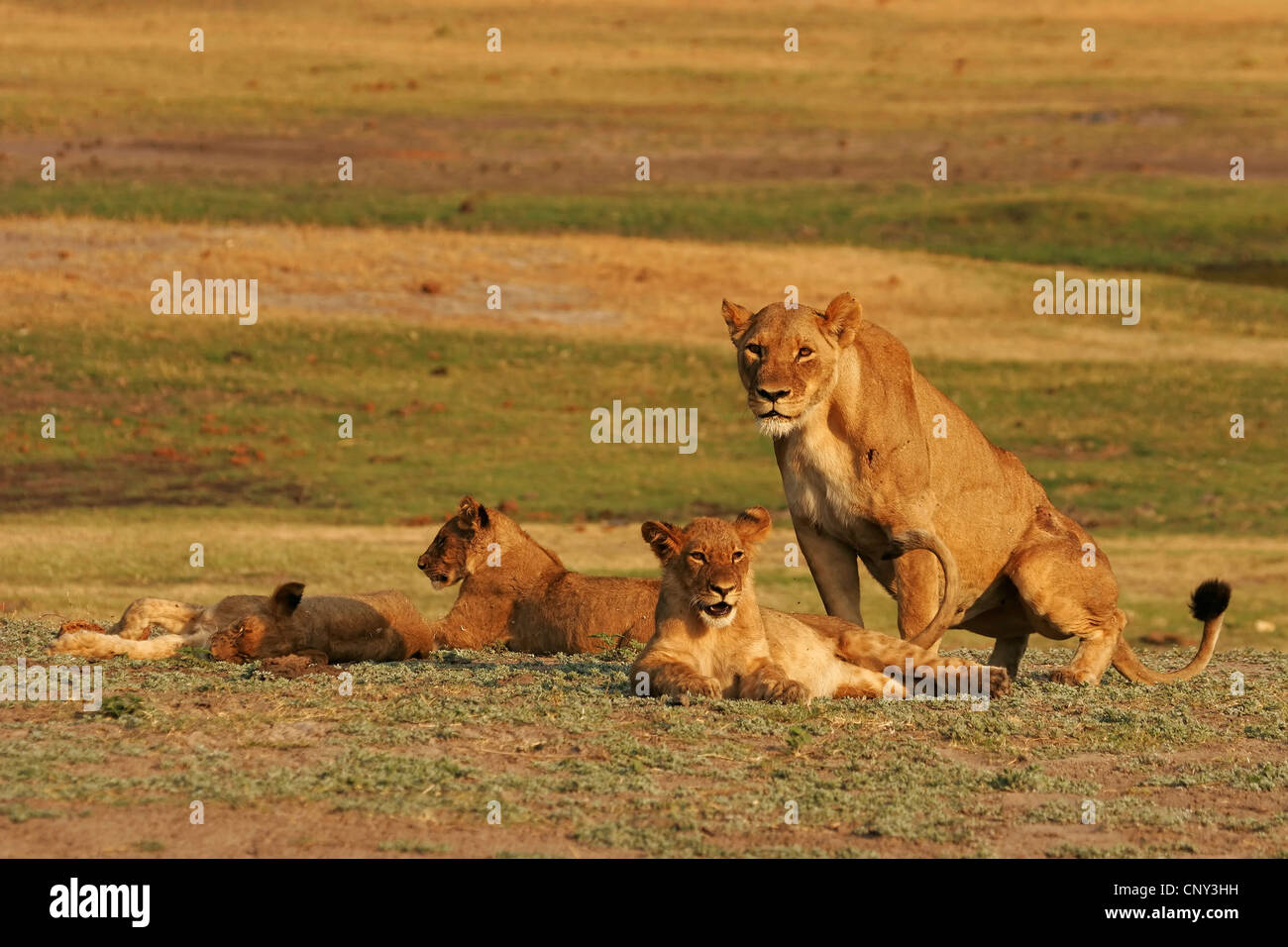 Lion (Panthera leo), Lionne au repos avec oursons, Botswana, Chobe National Park Banque D'Images