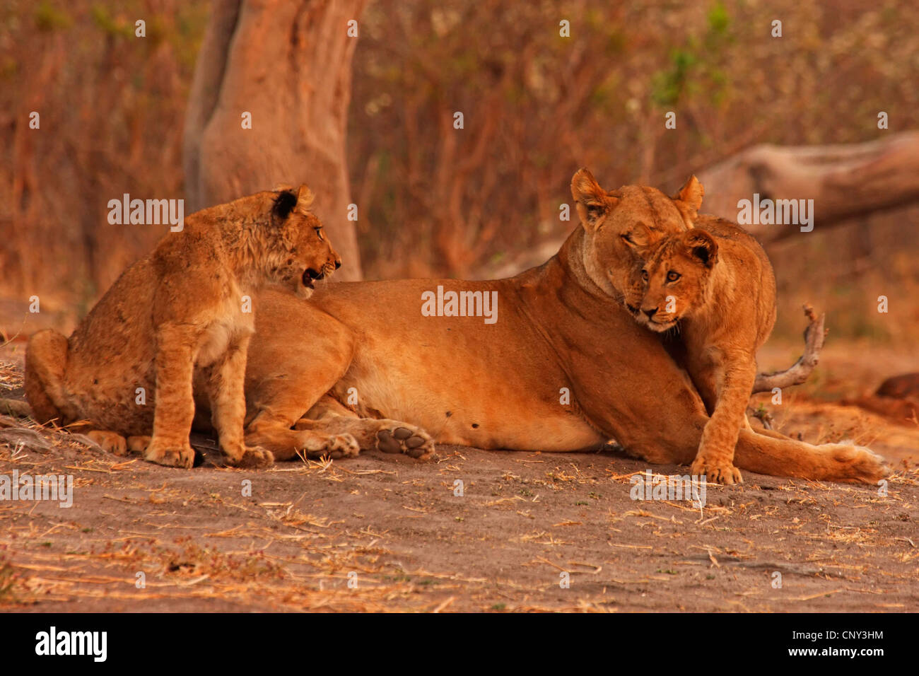 Lion (Panthera leo), Lionne avec oursons, Botswana, Chobe National Park Banque D'Images