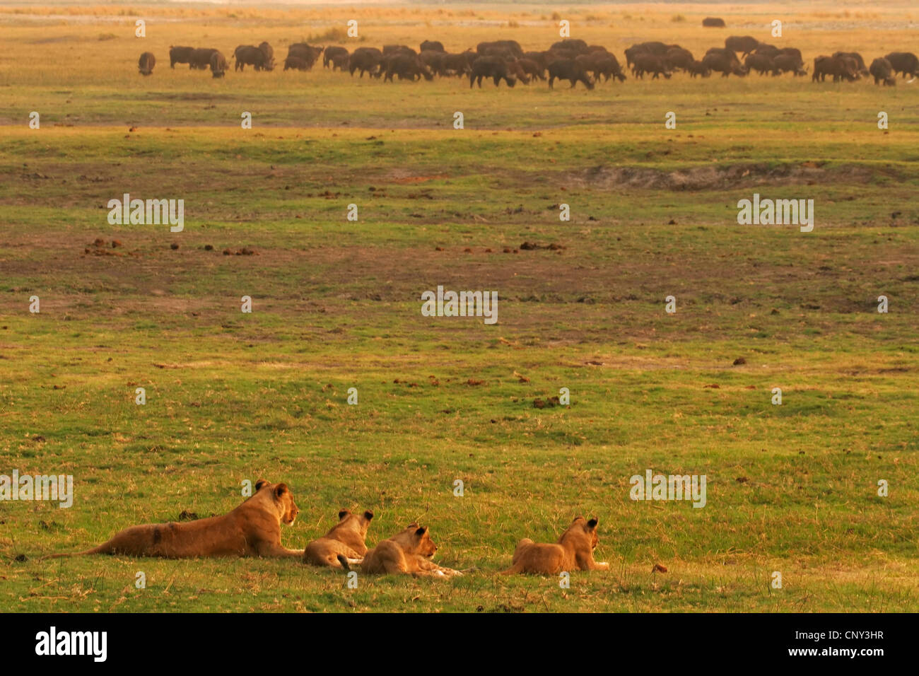 Lion (Panthera leo), Lionne au repos avec oursons, Botswana, Chobe National Park Banque D'Images