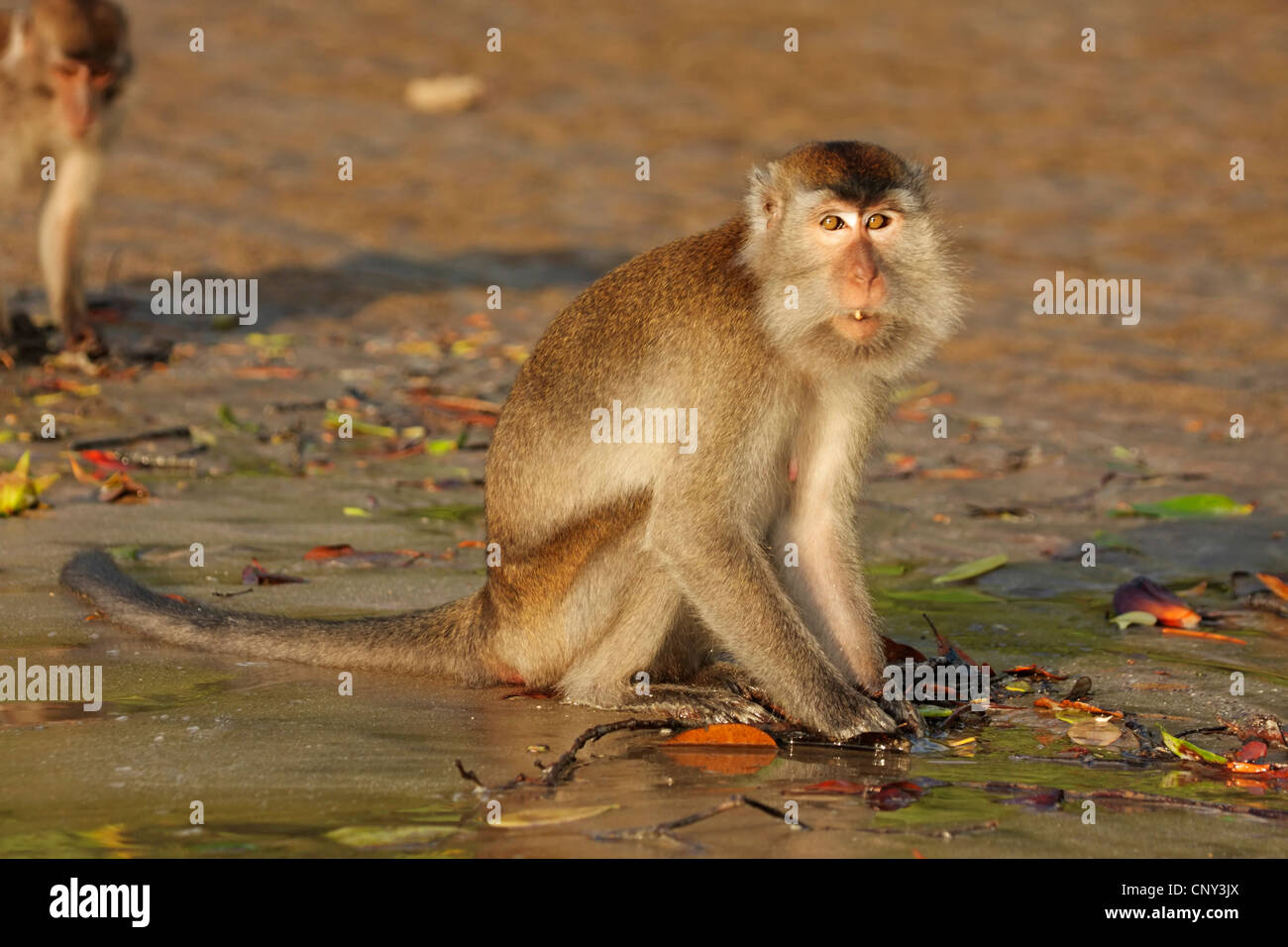 Manger du crabe, Macaque Macaque de Java, Longtailed (Macaca fascicularis Macaque, Macaca irus), sur l'alimentation, de la Malaisie, Sarawak, parc national de Bako Banque D'Images