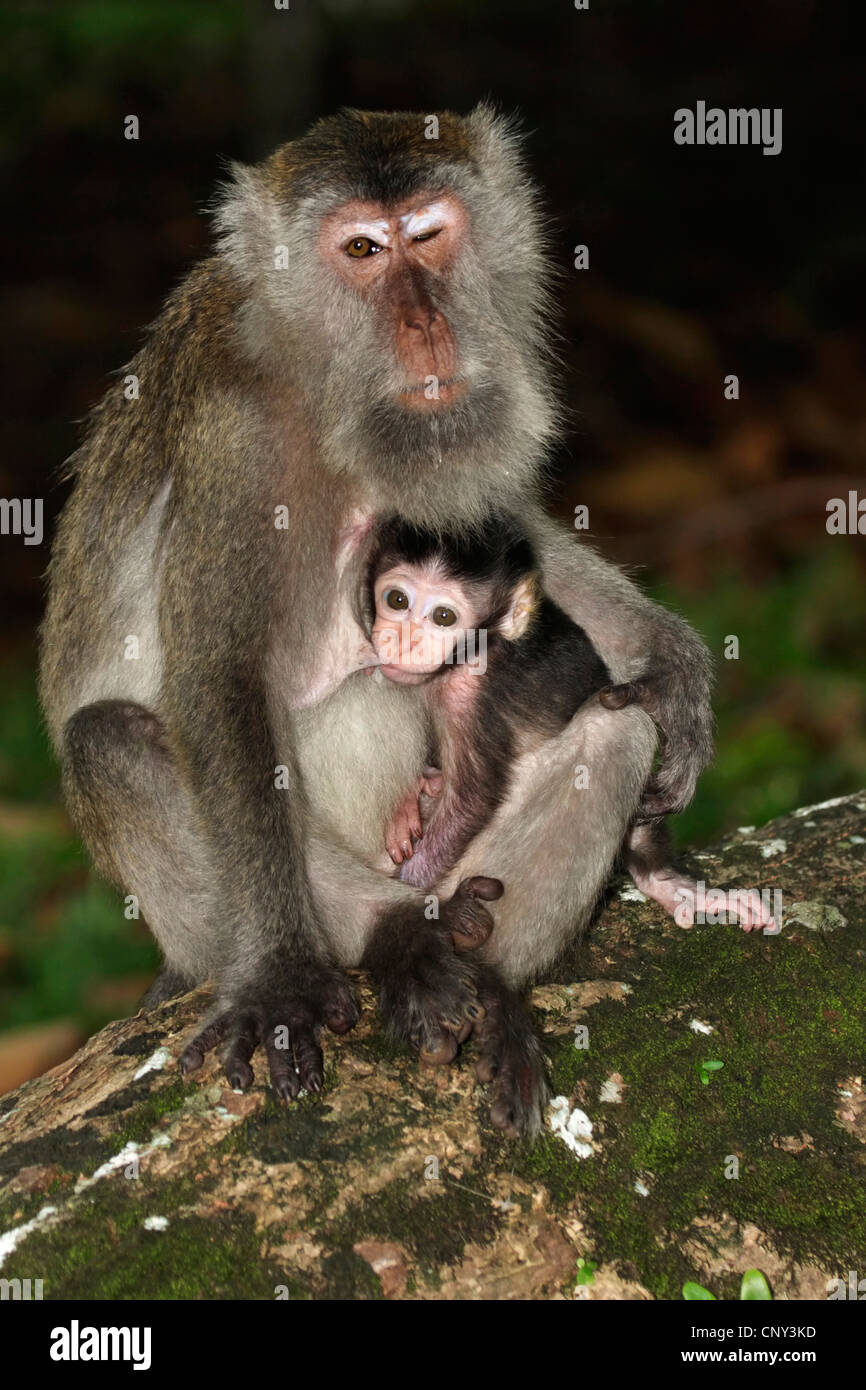 Manger du crabe, Macaque Macaque de Java, Longtailed (Macaca fascicularis Macaque, Macaca irus), mère de cub, Malaisie, Sarawak, parc national de Bako Banque D'Images