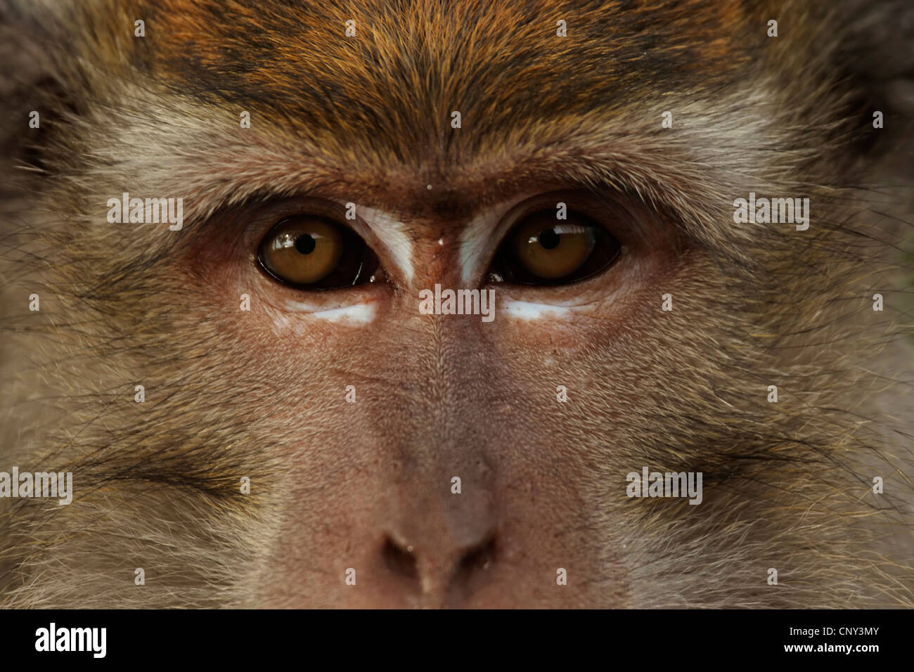 Manger du crabe, Macaque Macaque de Java, Longtailed (Macaca fascicularis Macaque, Macaca irus), homme, oeil, Malaisie, Sarawak, parc national de Bako Banque D'Images